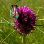 image of animal
