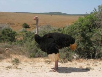 image of ostrich