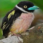 image of bird