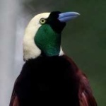 image of bird