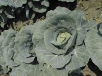 image of head_cabbage