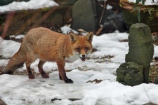 image of animal