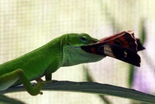 image of green_lizard