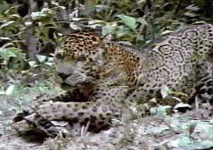 image of jaguar_car