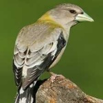 image of bird