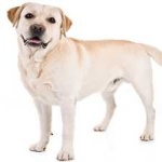 image of animal