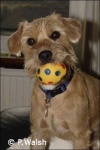 image of lakeland_terrier