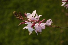 image of flower