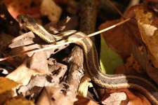 image of garter_snake