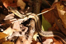 image of garter_snake #22