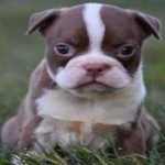 image of animal