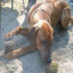 image of animal