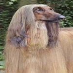 image of animal