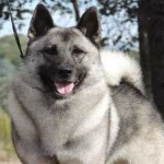 image of animal