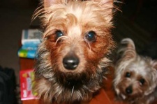 image of silky_terrier