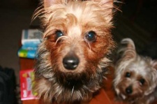 image of silky_terrier #17