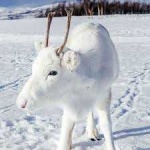 image of reindeer #26