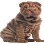 image of shar_pei #6