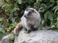 image of marmot