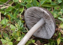 image of mushrooms
