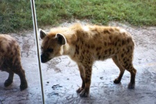 image of hyena #5