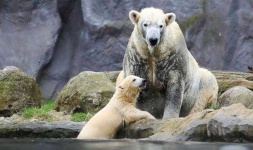 image of animal