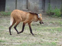 image of red_wolf