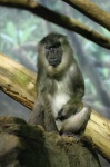 image of baboon