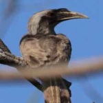 image of bird