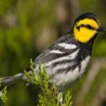 image of bird