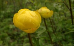 image of flower