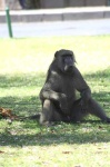 image of baboon