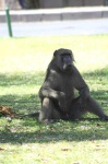 image of baboon #9