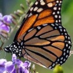 image of monarch #32