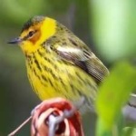 image of bird