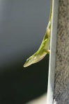 image of american_chameleon #28