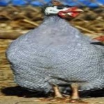 image of bird