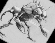 image of animal