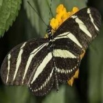 image of animal