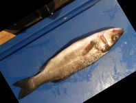 image of fish