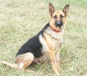 image of german_shepherd