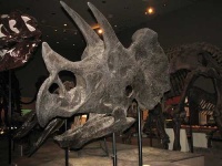 image of triceratops