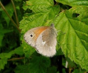 image of ringlet