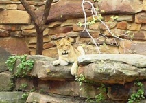 image of cougar