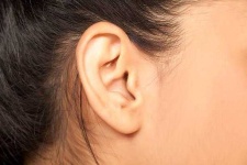 image of ear #11