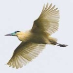 image of bird