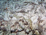 image of sea_snake