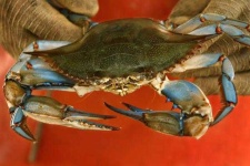image of crab