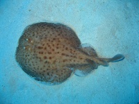 image of electric_ray #12