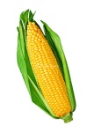 image of sweetcorn #31